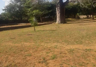 Conservation of the Boabab Trees in Kilifi